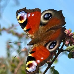 Ann Elizabeth Avatar